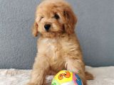 F1B Goldendoodle Yavrularimiz
