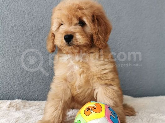 F1B Goldendoodle Yavrularimiz görsel