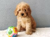 F1B Goldendoodle Yavrularimiz