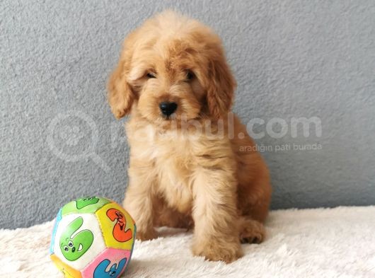 F1B Goldendoodle Yavrularimiz görsel