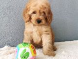 F1B Goldendoodle Yavrularimiz