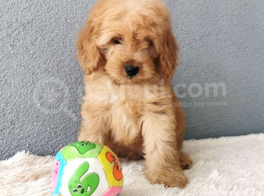 F1B Goldendoodle Yavrularimiz görsel