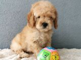 F1B Goldendoodle Yavrularimiz