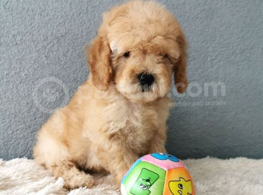 F1B Goldendoodle Yavrularimiz görsel