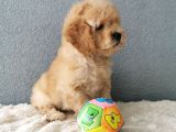 F1B Goldendoodle Yavrularimiz