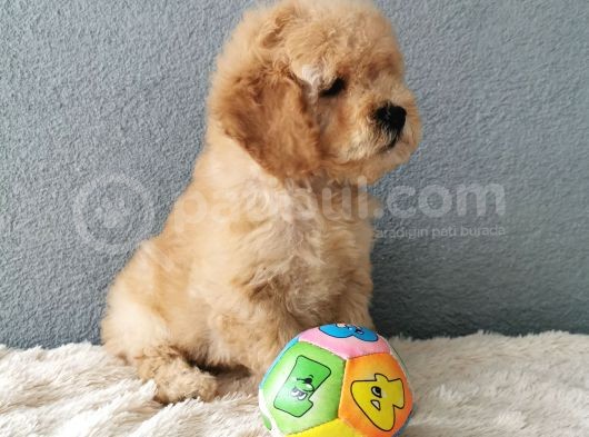 F1B Goldendoodle Yavrularimiz görsel