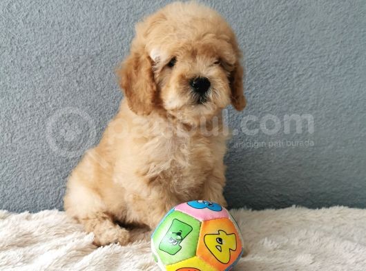 F1B Goldendoodle Yavrularimiz görsel