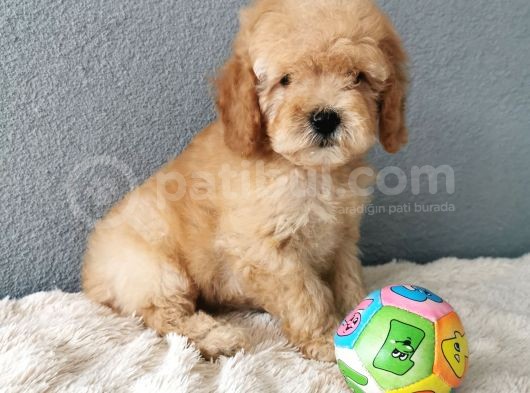 F1B Goldendoodle Yavrularimiz görsel