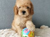 F1B Goldendoodle Yavrularimiz