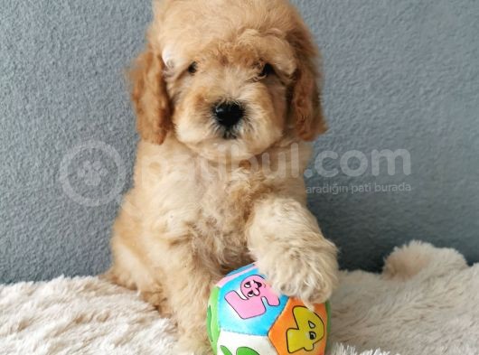 F1B Goldendoodle Yavrularimiz görsel