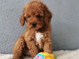 F1B Goldendoodle Yavrularimiz