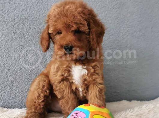 F1B Goldendoodle Yavrularimiz görsel