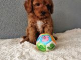 F1B Goldendoodle Yavrularimiz