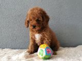 F1B Goldendoodle Yavrularimiz