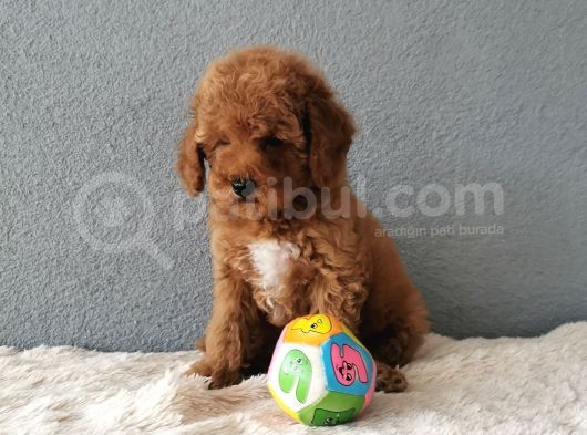 F1B Goldendoodle Yavrularimiz görsel