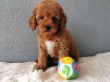F1b Goldendoodle Yavrularimiz