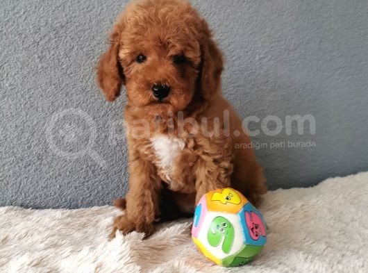 F1B Goldendoodle Yavrularimiz