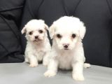 Maltese Terrier Yavrusu