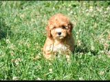 Show Kalite Malti̇po Ci̇nsi̇