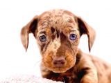 Görünce Hayran Kalacağınız Sosis Köpek