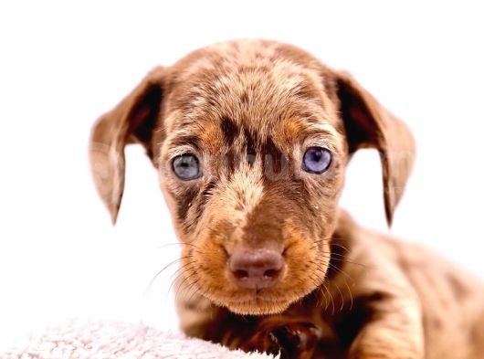 Görünce Hayran Kalacağınız Sosis Köpek görsel