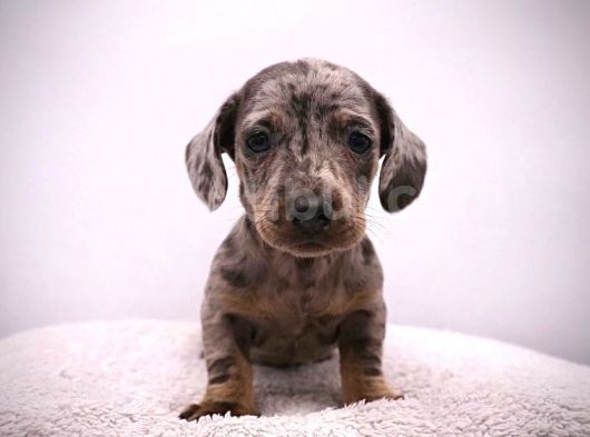 Görünce Hayran Kalacağınız Sosis Köpek