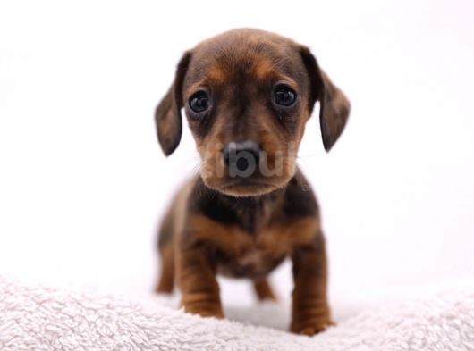 Görünce Hayran Kalacağınız Sosis Köpek görsel