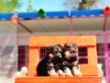 Mükemmel Kali̇tede Alman Çoban Köpeği̇ Yavrulari