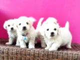 Maltese Terri̇er Yavrusu