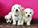 Maltese Terri̇er Yavrusu