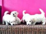 Maltese Terri̇er Yavrusu