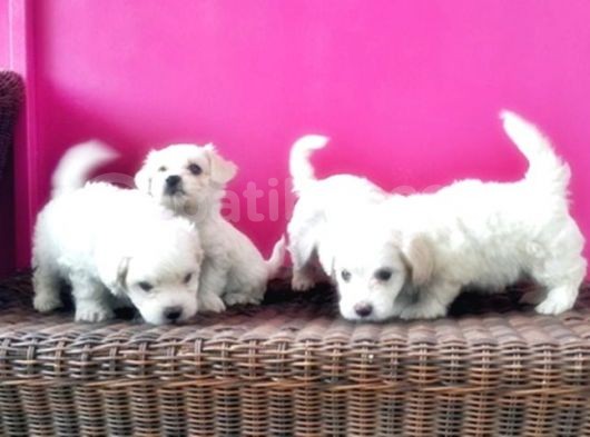 Maltese Terri̇er Yavrusu görsel