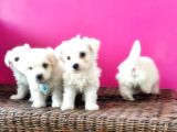 Maltese Terri̇er Yavrusu