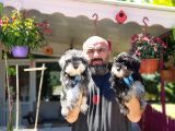 Minyatür Schnauzer Yavrular