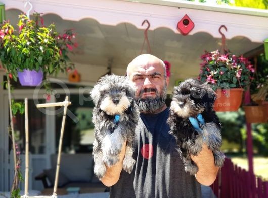 Minyatür Schnauzer Yavrular