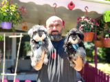 Minyatür Schnauzer Yavrular