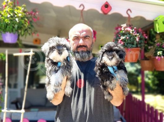 Minyatür Schnauzer Yavrular görsel
