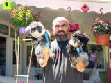 Minyatür Schnauzer Yavrular