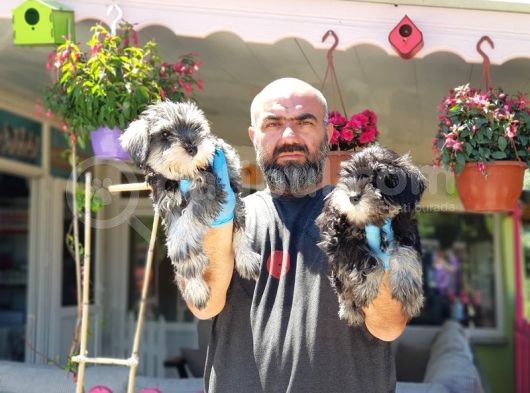 Minyatür Schnauzer Yavrular görsel