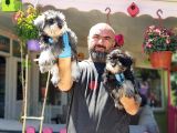 Minyatür Schnauzer Yavrular
