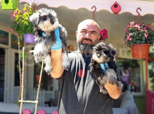 Minyatür Schnauzer Yavrular görsel