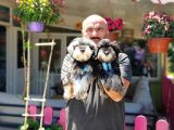Minyatür Schnauzer Yavrular