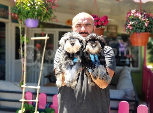 Minyatür Schnauzer Yavrular görsel