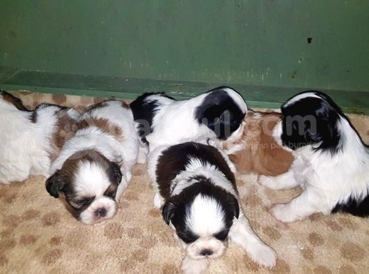 Shi̇h Tzu Yavrusu görsel