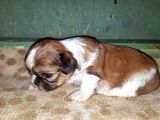 Shi̇h Tzu Yavrusu