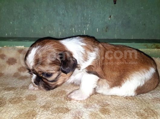 Shi̇h Tzu Yavrusu görsel