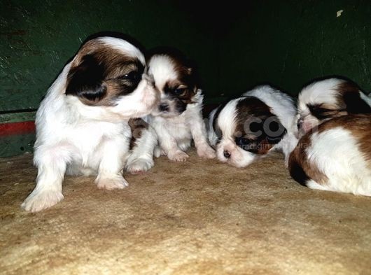 Shi̇h Tzu Yavrusu görsel