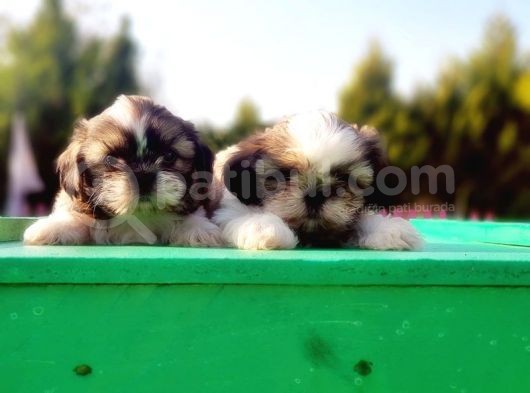 Mükemmel Kali̇tede Shi̇h Tzu Yavrular görsel