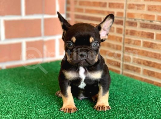 Safkan French Bulldog Black Tan Erkek Yavrumuz