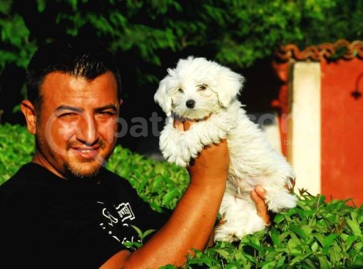 Burkem Den Maltese Terri̇er Yavrular görsel